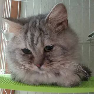 スコティッシュフォールド　モック君　推定2〜3歳
