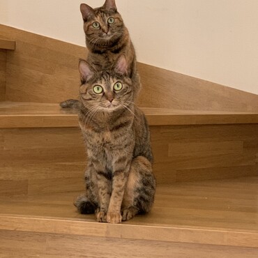 ウララ(前)とクララ(後)  姉妹猫です