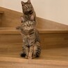 ウララ(前)とクララ(後)  姉妹猫です