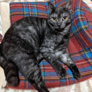 凛々しいお顔のサビくん