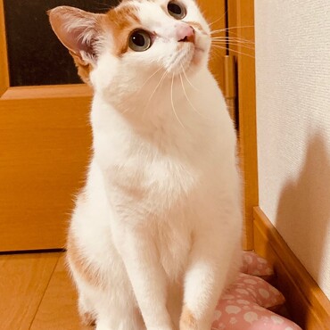 サクラ　肉球ピンク色の女の子です
