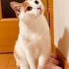 サクラ　肉球ピンク色の女の子です