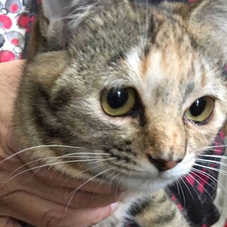 人懐っこぉ！優しい顔キジトラぴーちゃん