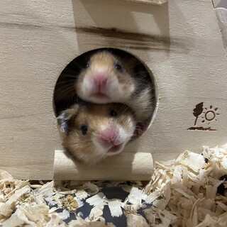 ゴールデンハムスター　生後1ヶ月