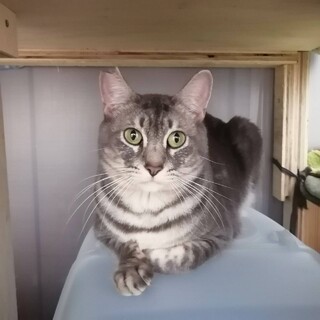 【2/7譲渡会】家の中で産まれた穏やかな性格の子