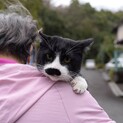 穏やかな紳士猫マリオ