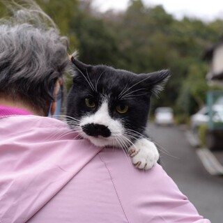 穏やかな紳士猫マリオ