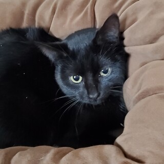 つやつや黒毛の女の子、兄妹４匹でいました。