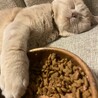 まいっくま