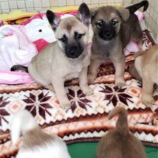 【里親決定】ありがとうございました！