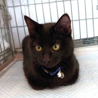 黒猫ワンパク兄弟「ムネ」