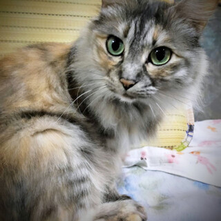 ❤️長毛グリーンアイ♀