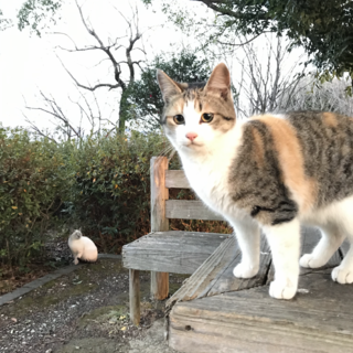 可愛いい子猫、2匹里親募集‼︎