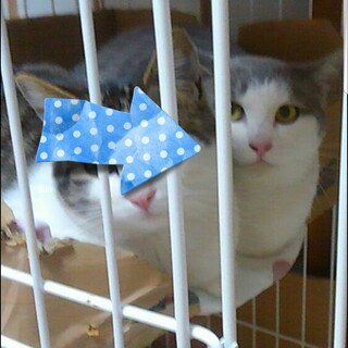 飼い主さんに置いていかれたネコ