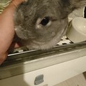 1歳、ネザーランドドワーフの男の子