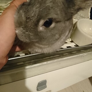 1歳、ネザーランドドワーフの男の子