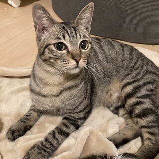 【ダイゴ】元気いっぱい甘えん坊☆8ヶ月キジトラ