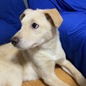 尻尾ふりふり人馴れ抜群な可愛いい男の子