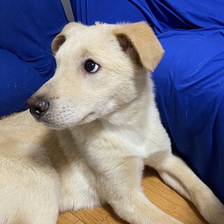尻尾ふりふり人馴れ抜群な可愛いい男の子