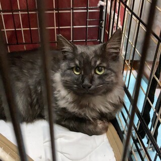 もふもふブラックスモークの男の子、ミーシャです。