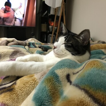 まどろむ、ニャンちゅう(´∀｀)
