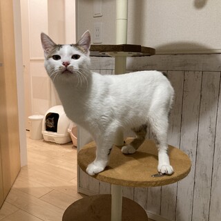 【ぴこ】何ともいえない可愛さ☆7ヶ月の男の子