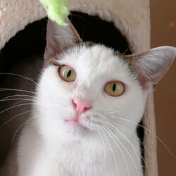 猫の譲渡会IN島田