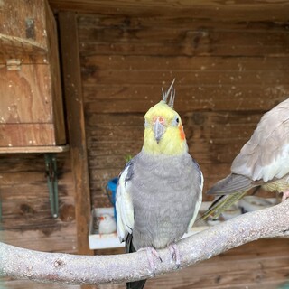 オカメインコのご家族さがしています