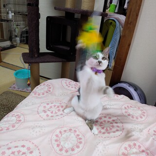 アニマルエイドさんにて里親さん決定！やえちゃん！