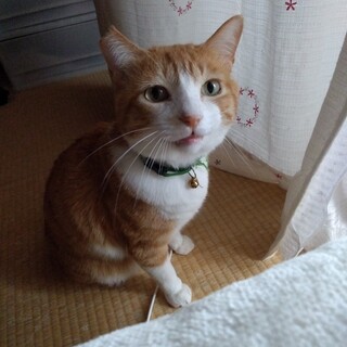 【アニマルエイドさんにて里親さん決定！】テン君