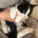お見合い会参加猫、フワモコはちわれ♀