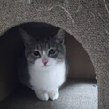 お見合い会参加猫、グレータレ目子猫♀