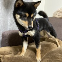 らんまる