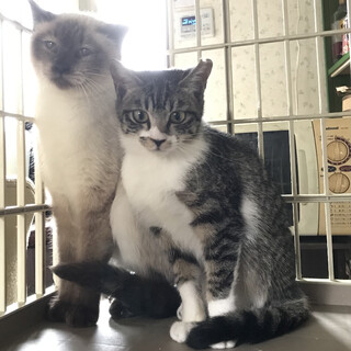 ご希望者様あり　天井で生まれた小さなキジ白　