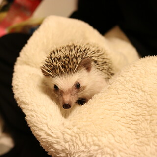ハリネズミ♂里親募集