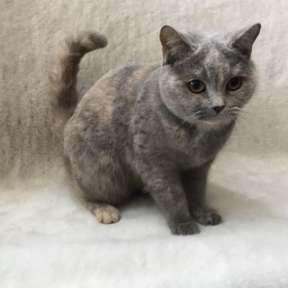 他ブリーダーさんからの女の子