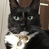 gentle cat