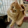 ふわふわ被毛の優しい男の子 サムネイル2