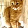 ふわふわ被毛の優しい男の子 サムネイル5