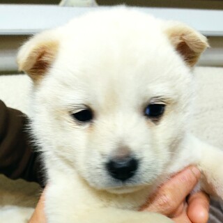 【周南保護犬】シロクマみたいなゆらちゃんお転婆♪　