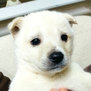 【周南保護犬】　シロクマみたいな翔君コロコロ　