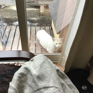 野良猫でも愛情を注いでくださる里親さん募集！