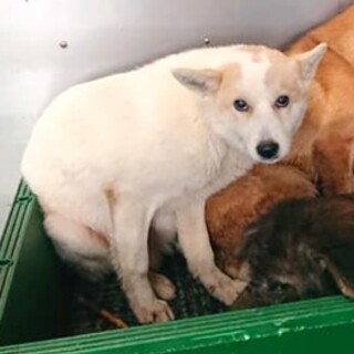 【感謝】繋がります！収容房③野犬男子ニッキ君