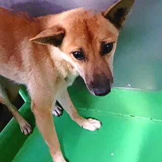 【感謝】繋がります！野犬女子チホちゃん　茶黒