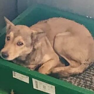 【感謝】繋がります！野犬女子レニちゃん　薄茶黒