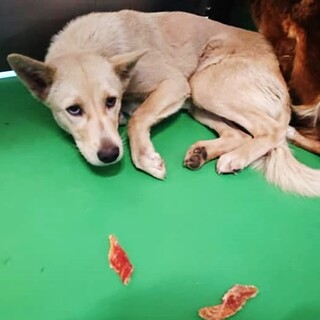 【感謝】繋がります！野犬女子ジュジュちゃん