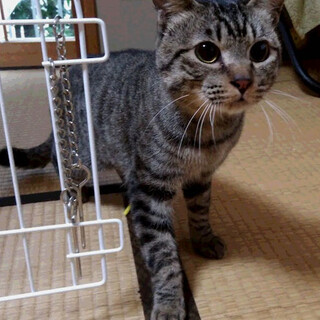 まん丸顔のかわいい子です