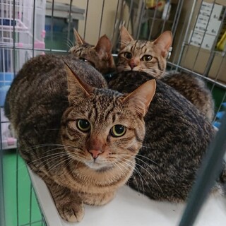 飼主持込の猫たち(T皿T)　※男のコ用
