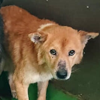 【感謝】繋がります！収容房④野犬チャビ君　薄茶