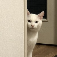 ぶーたむ